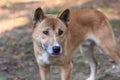 Bush dingo Royalty Free Stock Photo