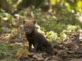 Bush Dog Royalty Free Stock Photo