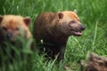 Bush dog Royalty Free Stock Photo