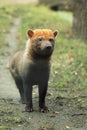 Bush dog Royalty Free Stock Photo