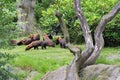 Bush dog Royalty Free Stock Photo