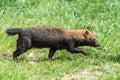 Bush dog Royalty Free Stock Photo