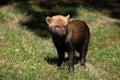 Bush dog (Speothos venaticus) Royalty Free Stock Photo