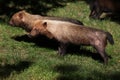 Bush dog (Speothos venaticus) Royalty Free Stock Photo