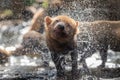 Bush dog (Speothos venaticus) in nature. Bush dogs are found fromin Central America, through much of South America Royalty Free Stock Photo