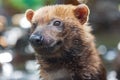 Bush dog (Speothos venaticus) in nature. Bush dogs are found in Central America, through much of South America Royalty Free Stock Photo