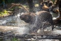 Bush dog (Speothos venaticus) in nature. Bush dogs are found from Panama South America Royalty Free Stock Photo