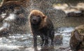 Bush dog (Speothos venaticus) in nature. Bush dogs are found from Panama in Central America Royalty Free Stock Photo