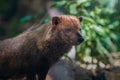 Bush Dog - South American canid Royalty Free Stock Photo