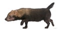 Bush Dog, Speothos venaticus Royalty Free Stock Photo