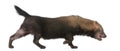 Bush Dog, Speothos venaticus Royalty Free Stock Photo