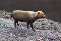 Bush Dog - Speothos venaticus Royalty Free Stock Photo