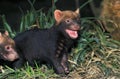 BUSH DOG OR VINEGAR FOX speothos venaticus, YOUNG CALLING FOR MOTHER