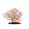 Bush dogrose with berries without leaves Royalty Free Stock Photo