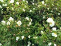 A bush of a dogrose.