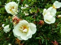 A bush of a dogrose.