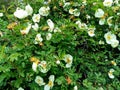 A bush of a dogrose.