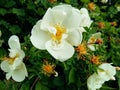 A bush of a dogrose.