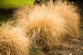 A bush of dry grass in the park Royalty Free Stock Photo