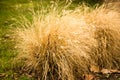 A bush of dry grass in the park Royalty Free Stock Photo