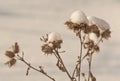 Bush dry thistles in winter in the snow