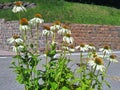 Bush echinacea purpurea with white flowers Royalty Free Stock Photo