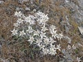 A bush of edelweiss in the alps in autumn