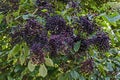 Bush Elder or Sambucus covered with cluster elderberry fruits and green foliage, mountain Balkan