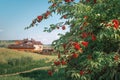 Bush of Elderberry red Sambucus racemosa background of a village house