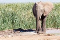 Bush Elephant focusing on slurping up some water