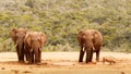 Bush Elephant looking intense at the warthogs Royalty Free Stock Photo