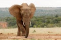 Bush Elephant standing and slurping up the water