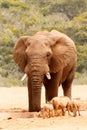 Bush Elephant and warthogs sharing the dam Royalty Free Stock Photo