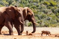 Bush Elephants chasing the warthogs Royalty Free Stock Photo