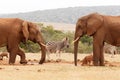 Bush Elephants drinking water with the other wild animals around Royalty Free Stock Photo