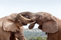 Bush Elephants showing some love and affection