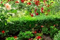 Bush evergreen boxwood in a flower bed with red flowers and roses.