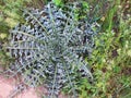 Bush field plant with spiky green leaves