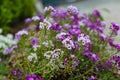 A bush filling with tiny purple and white flowers in the garden Royalty Free Stock Photo