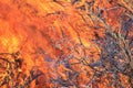 Bush fire Background - Colorful Flames of Heat and Danger Royalty Free Stock Photo
