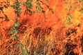 Bush fire Background - Colors of Heat and Danger Royalty Free Stock Photo