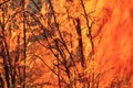 Bush fire Background - Incineration with Color Royalty Free Stock Photo