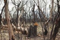 Bush-fire blackened stumps in Australia Royalty Free Stock Photo