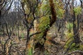 Bush-fire blackened stumps with new regrowth in Australia