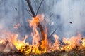 Bush fire destroy tropical forest Royalty Free Stock Photo