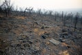 Bush Fire Devastation