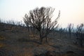 Bush Fire Devastation Royalty Free Stock Photo