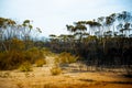 Bush Fire Devastation Royalty Free Stock Photo