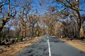 Bush Fire Forest Regeneration