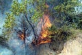 indian forest fire india Royalty Free Stock Photo